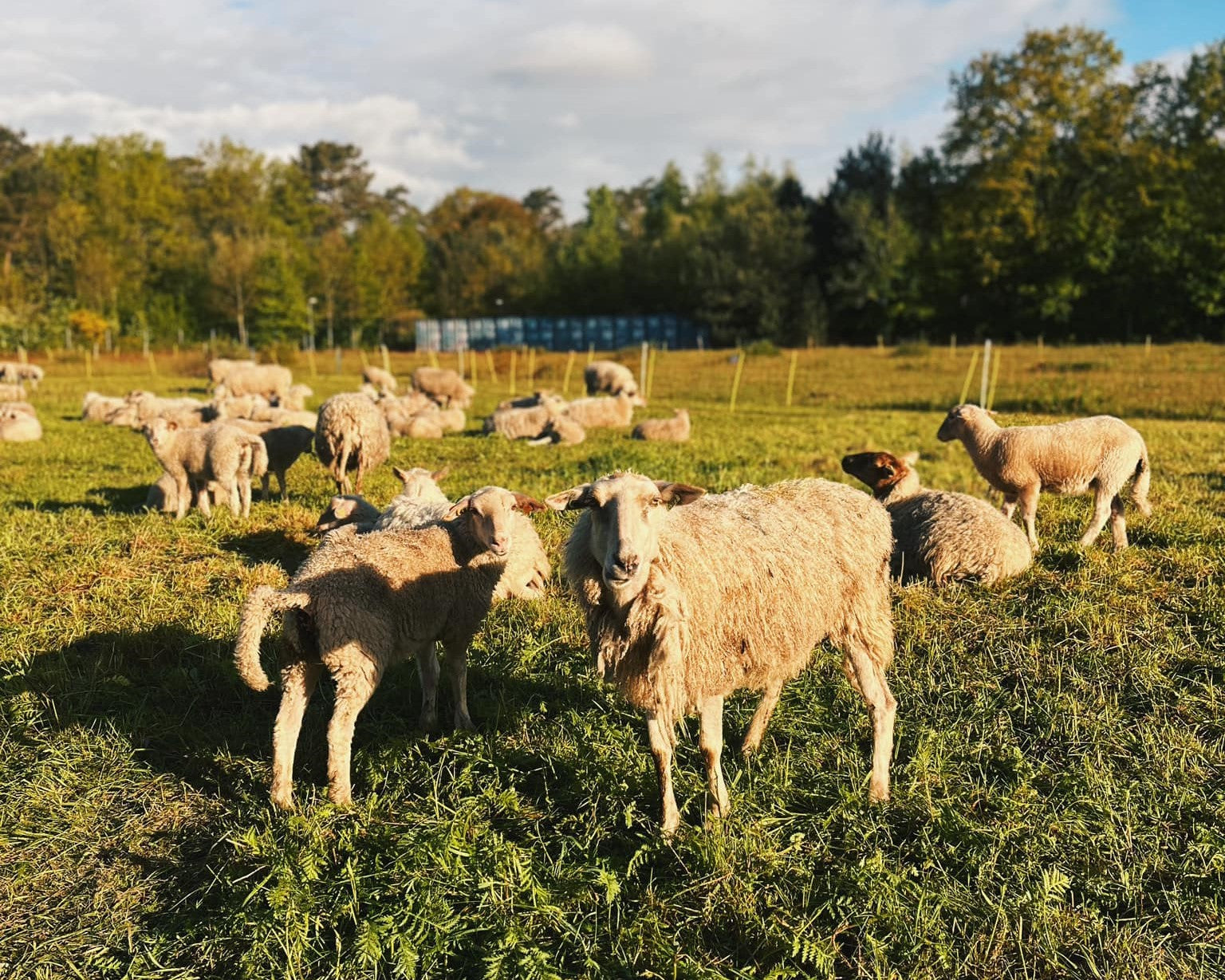 Ontmoet de schapen achter de MolWol dekbedden en hoofdkussens